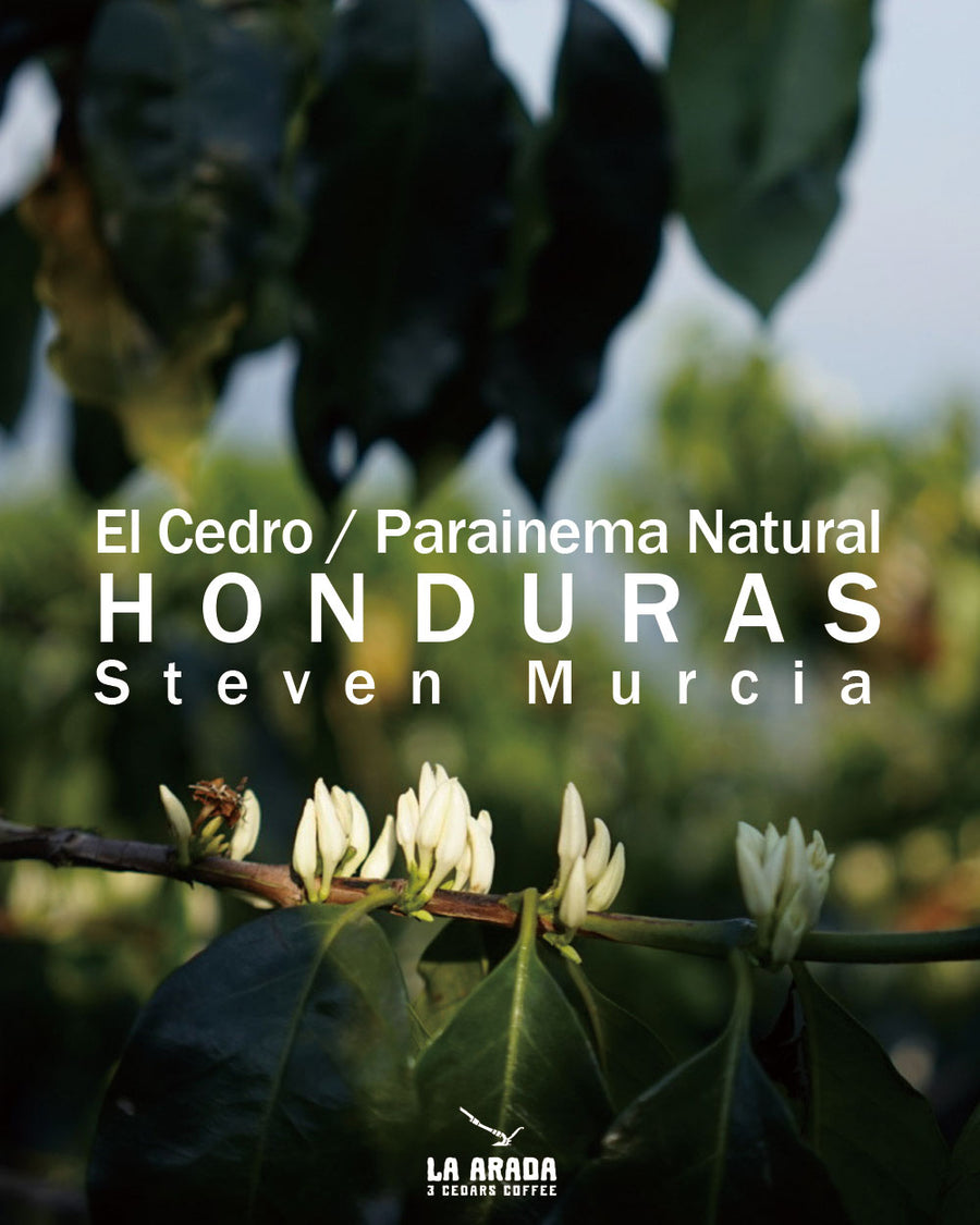 ホンジュラス　エル・セドロ　スティーブン・ムルシアさん　パライネマ種　ナチュラル　200g