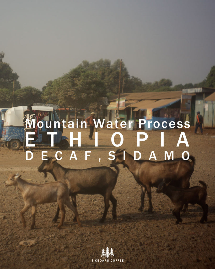 エチオピア　シダモ　ディカフェ　マウンテン・ウォーター・プロセス200g (予約受付中)