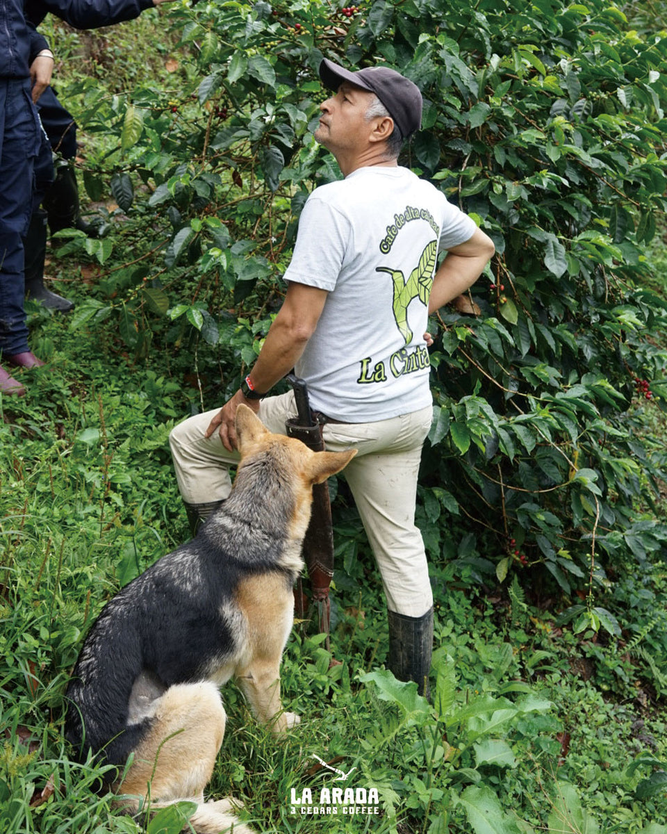 コロンビア　ラ・シンタ農園　ティピカ・メホラド種　ウォッシュド　200g