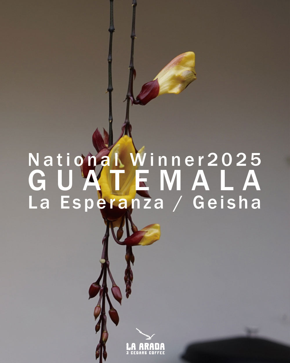 グアテマラ　ラ・エスペランサ農園　ゲイシャ種　National Winner2025　200g