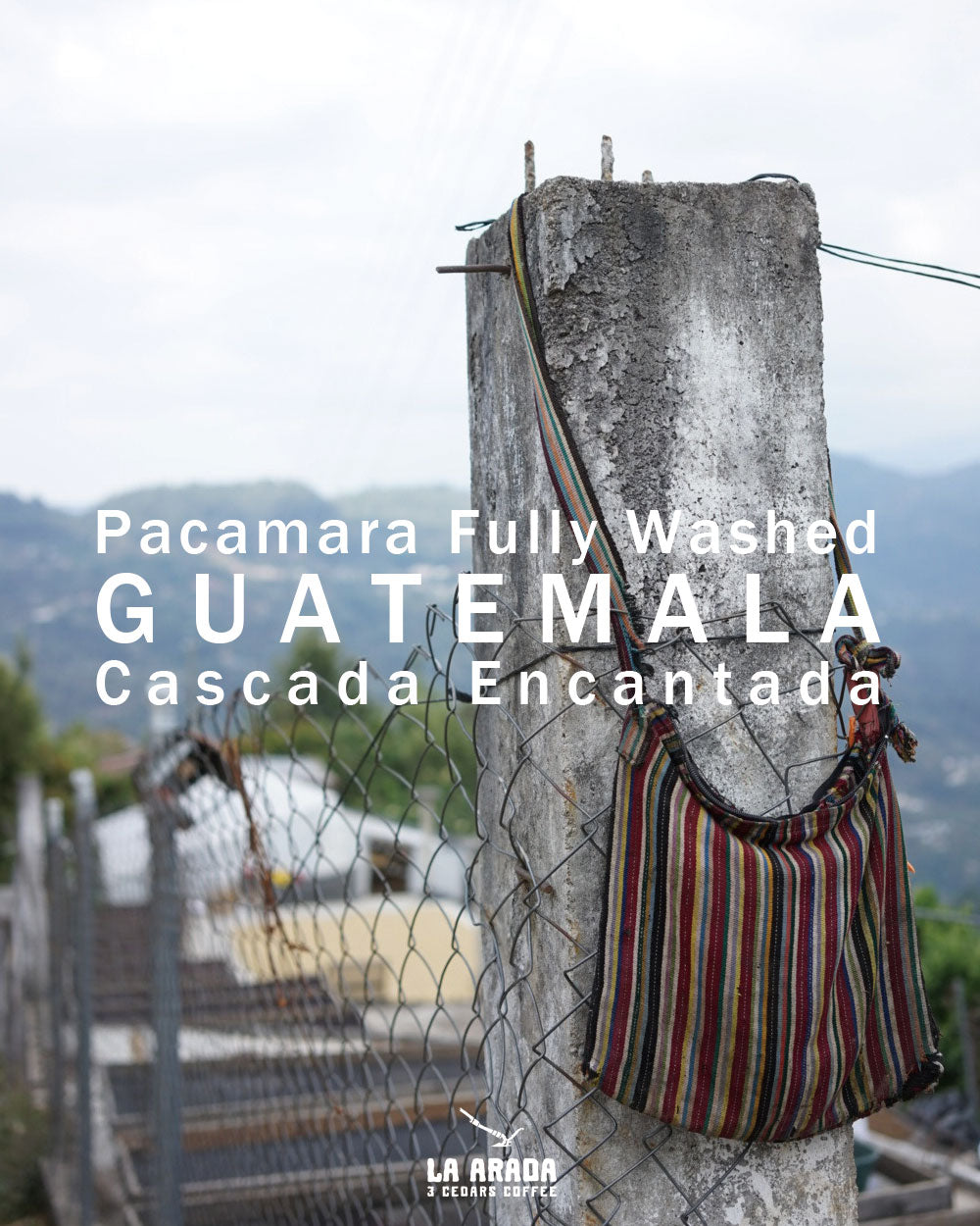 グアテマラ　カスカーダ・エンカンターダ農園　パカマラ種　ウォッシュド　200g
